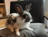 adoptable Rabbit in  named GRETA