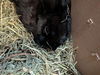 adoptable Rabbit in  named CHIA