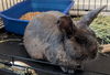 adoptable Rabbit in  named VELVET