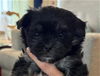 adoptable Dog in  named BOOTS