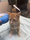adoptable Cat in  named A603925