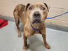 adoptable Dog in  named NALA