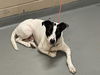 adoptable Dog in  named BERTRAM