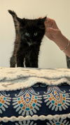adoptable Cat in  named FERDINAND