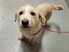 adoptable Dog in  named LATTE