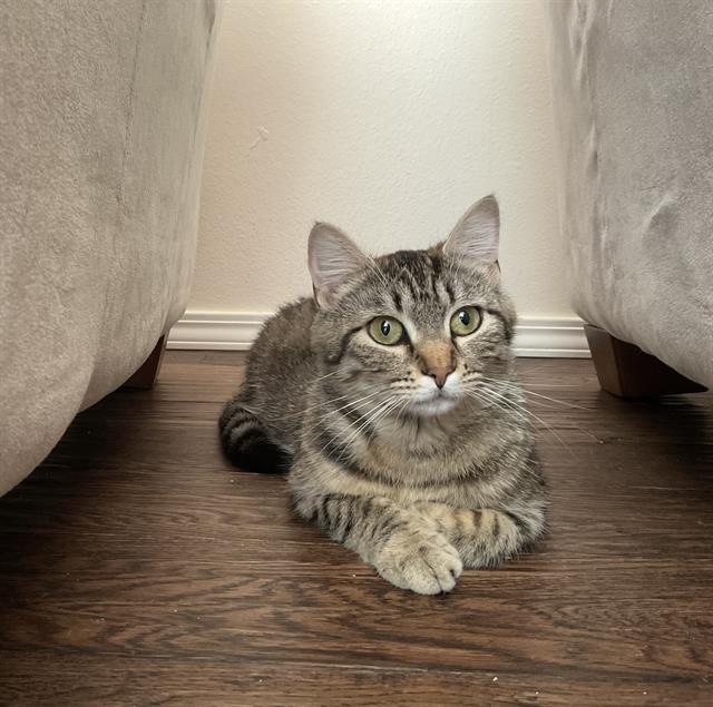 adoptable Cat in Tacoma, WA named WILLOW
