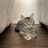 adoptable Cat in  named WILLOW