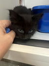 adoptable Cat in  named PEARL