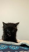 adoptable Cat in  named OLIVE