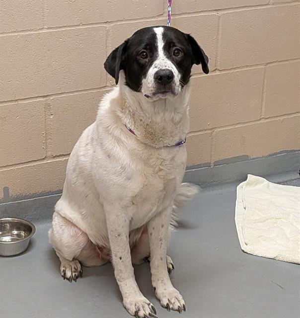 adoptable Dog in Tacoma, WA named THAUMATIN