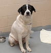 adoptable Dog in  named THAUMATIN
