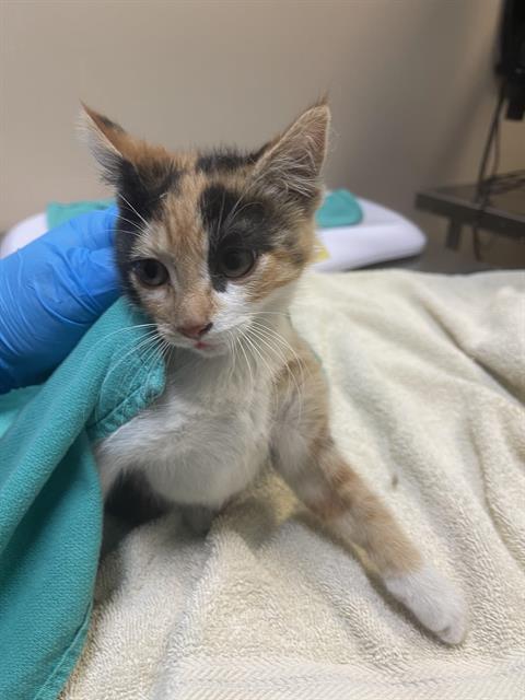 adoptable Cat in Tacoma, WA named A604029