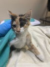 adoptable Cat in  named A604029