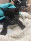 adoptable Cat in  named A604030