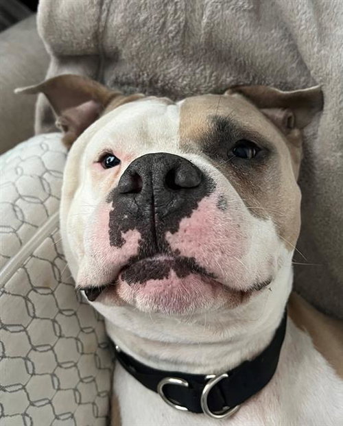 picture of the dog needing adoption