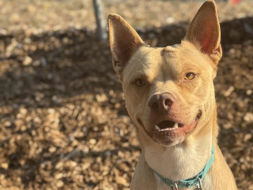picture of the dog needing adoption
