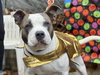 BRUIN - Photo 1