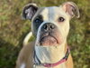 ADDIE