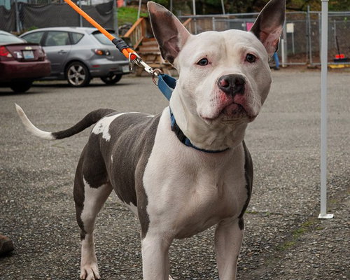 CASH - American Pit Bull Terrier available for adoption