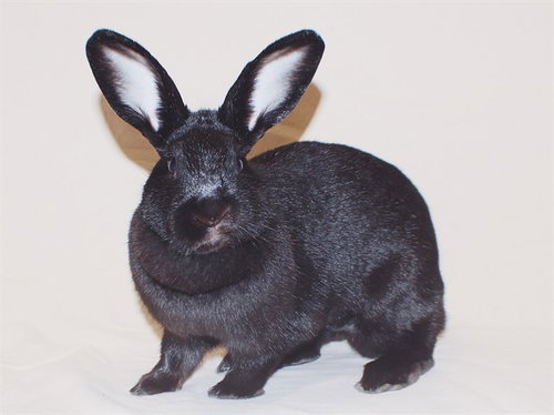 MAMA - Shorthaired Rabbit available for adoption