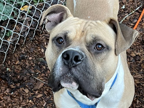picture of the dog needing adoption