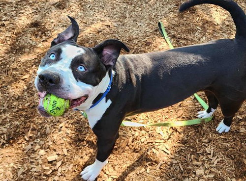 picture of the dog needing adoption