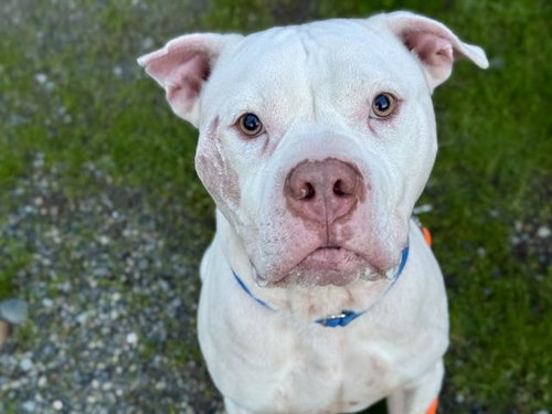 picture of the dog needing adoption