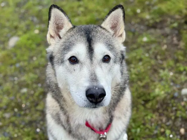 Lady - Alaskan Malamute