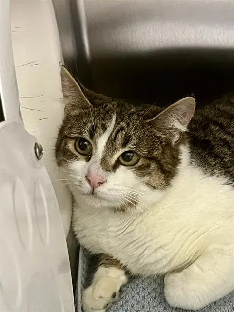 Orgain - Domestic Short Hair