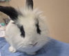 PANDY - Photo 1