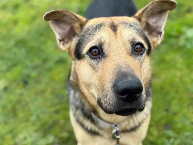 Glinda - German Shepherd Dog