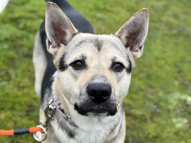 Elphaba - German Shepherd Dog