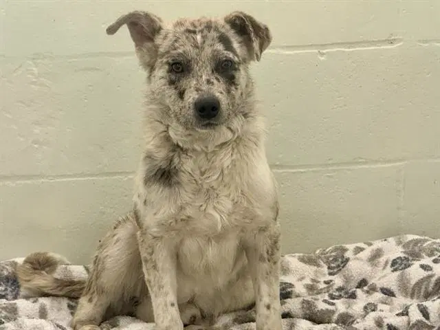 Oleander - Australian Shepherd