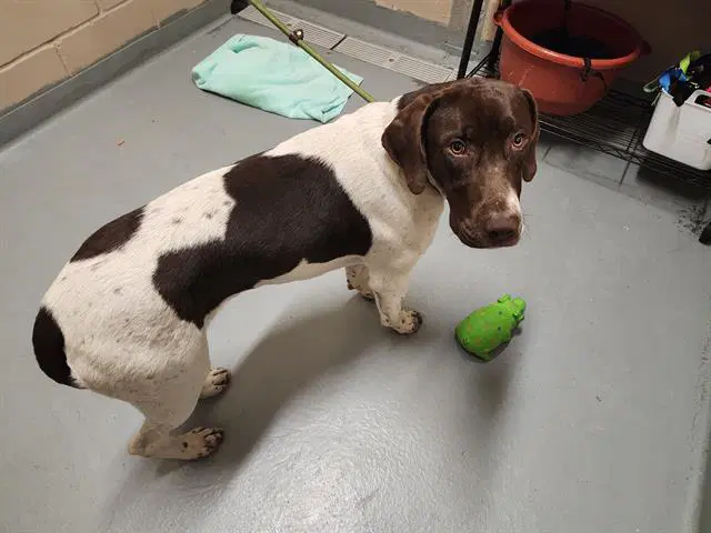 Trebble - German Shorthaired Pointer