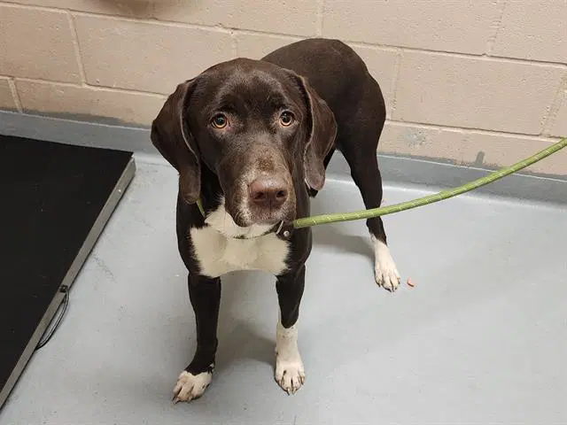 Harley Quinn - German Shorthaired Pointer