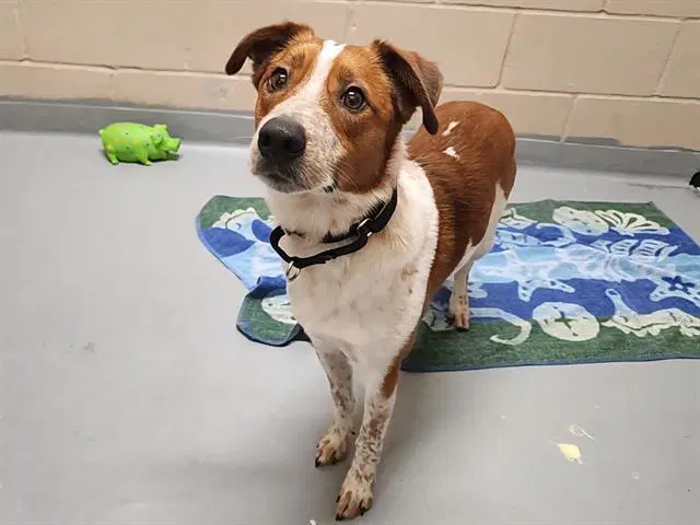 Bolt - Australian Cattle Dog/Blue Heeler