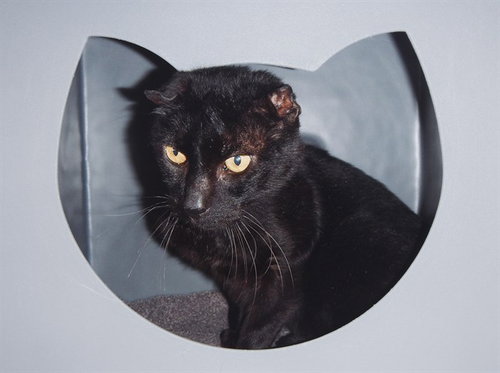 picture of the cat needing adoption