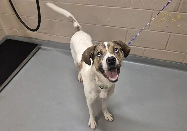 Cedar - Catahoula Leopard Dog