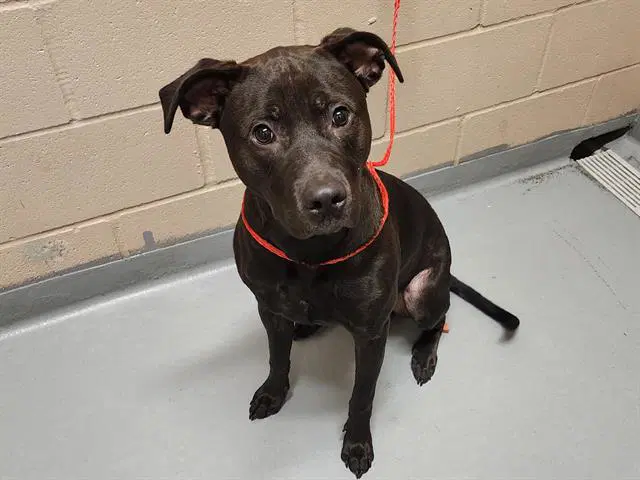 Crow - Pit Bull Terrier