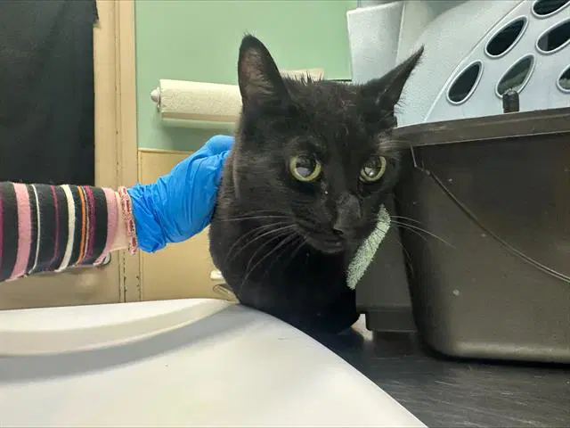 Gidget - Domestic Short Hair