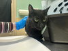 GIDGET - Photo 1