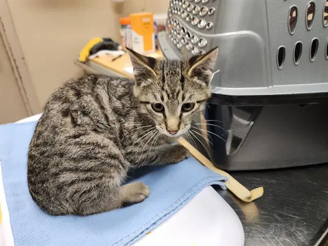 Troy - Domestic Short Hair