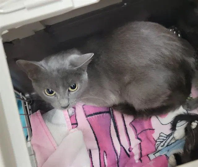 Nami - Domestic Short Hair