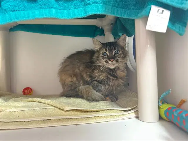 Nico Robin - Domestic Medium Hair