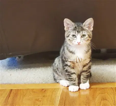 Bella - Domestic Short Hair