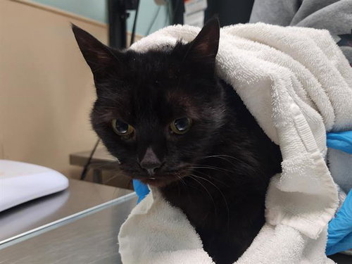 MAL, Senior Domestic Short Hair (medium coat), cat for adoption in Lakewood, Washington