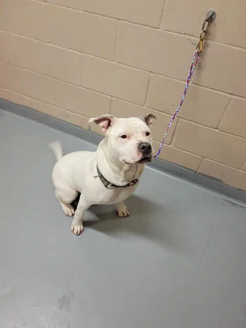 Hostess - Pit Bull Terrier