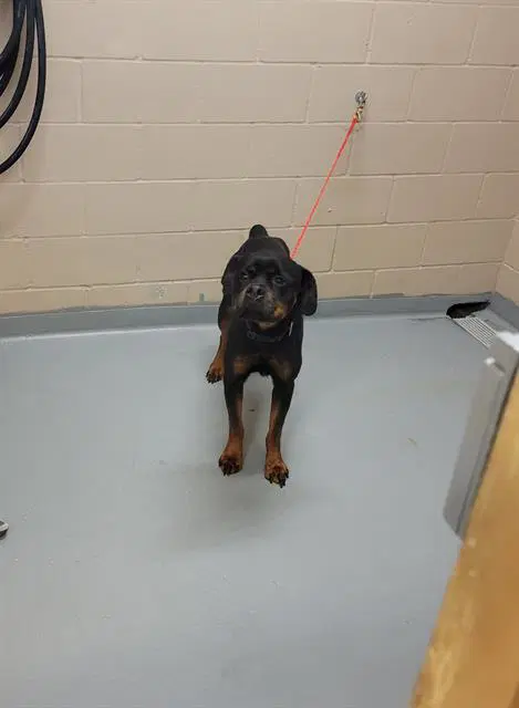 Sunny - Rottweiler