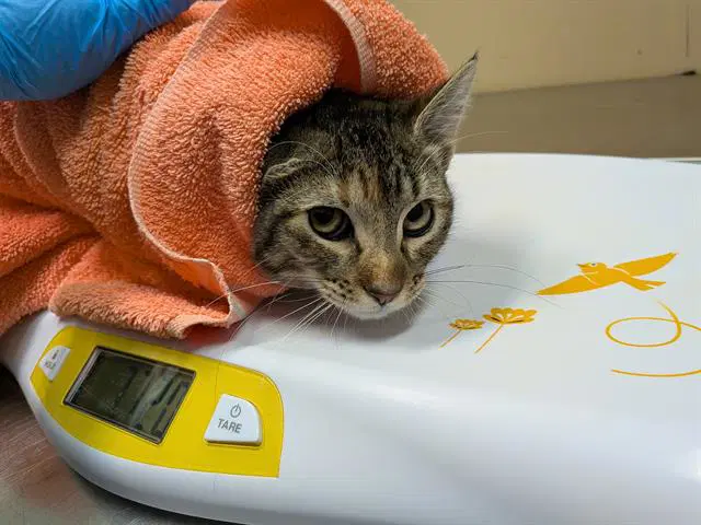 Twig - Domestic Short Hair