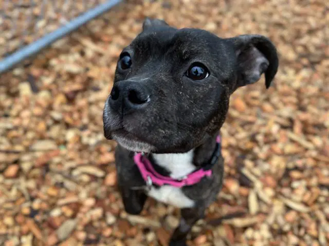 Mia - Pit Bull Terrier